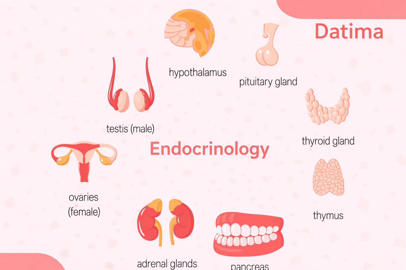 Endocrinology
